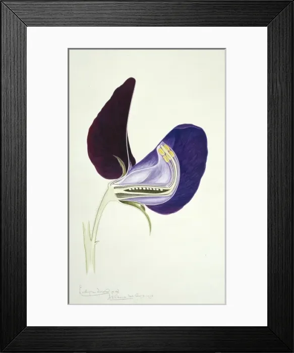 Framed Print : Lathyrus odoratus, sweet pea Framed Print : Lathyrus odoratus, sweet pea