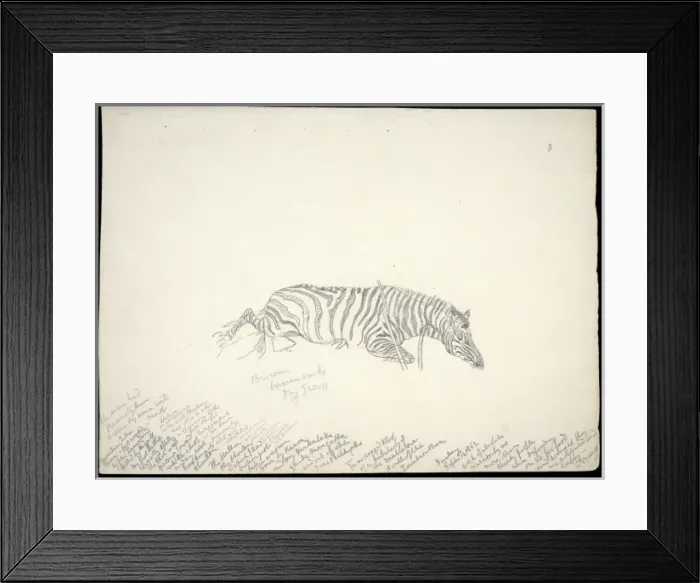 Framed Print : Equus zebra, mountain zebra Framed Print : Equus zebra, mountain zebra