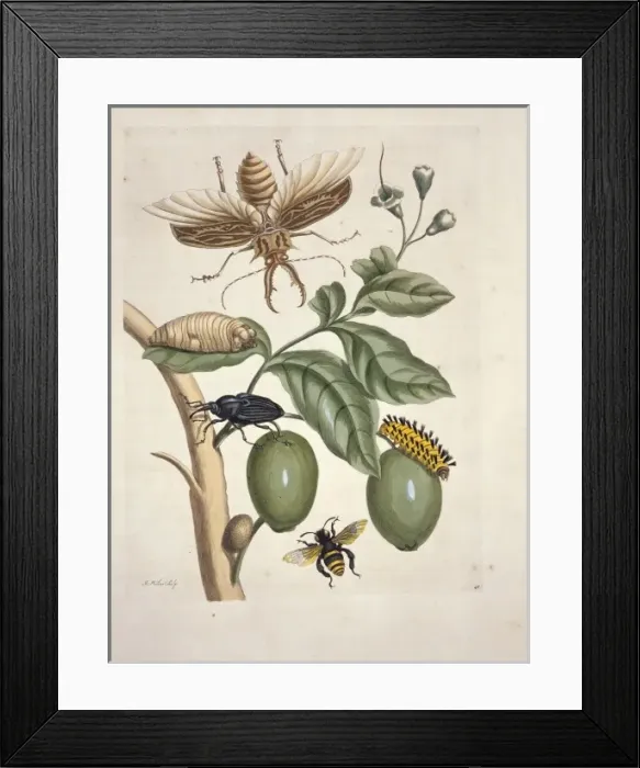Framed Print : Lucanus cervus, stag beetle Framed Print : Lucanus cervus, stag beetle