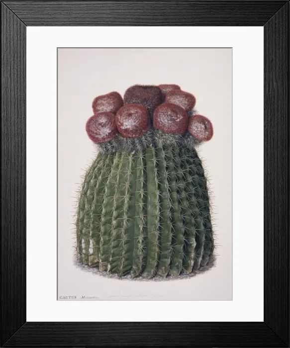 Framed Print : Melocactus caroli-linnaei, melocactus