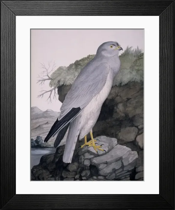 Framed Print : Circus cyaneus, hen harrier Framed Print : Circus cyaneus, hen harrier
