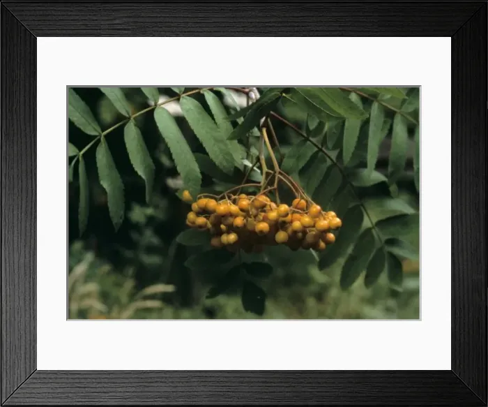 Framed Print : Sorbus aucuparia, rowan Framed Print : Sorbus aucuparia, rowan