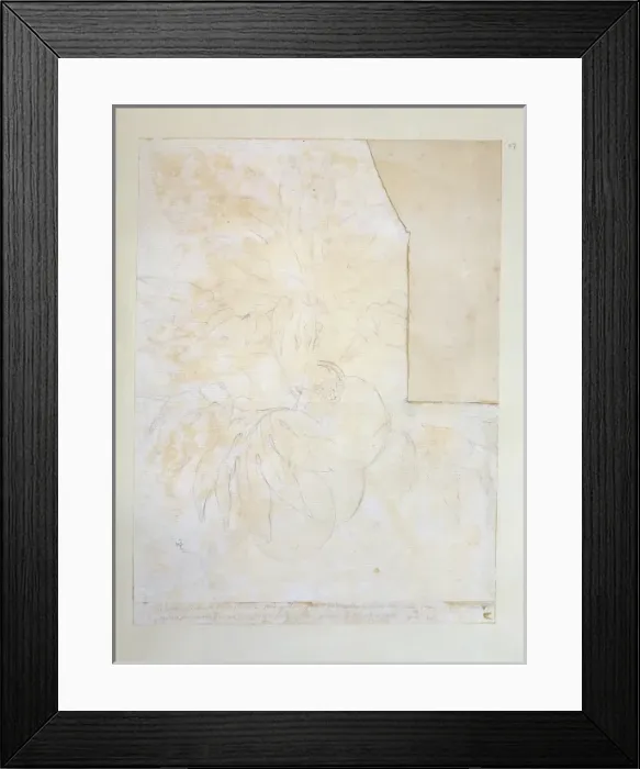 Framed Print : Artocarpus altilis, breadfruit Framed Print : Artocarpus altilis, breadfruit