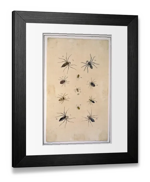 Framed Print : English spiders by Eleazar Albin Framed Print : English spiders by Eleazar Albin
