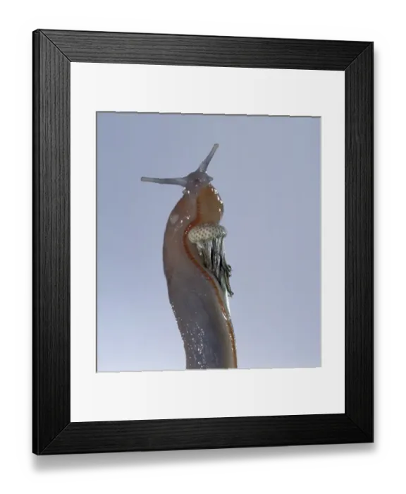 Framed Print : Slug. On dandelion stem Framed Print : Slug. On dandelion stem