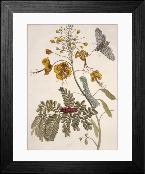 Framed Print : Insects of Surinam Framed Print : Insects of Surinam