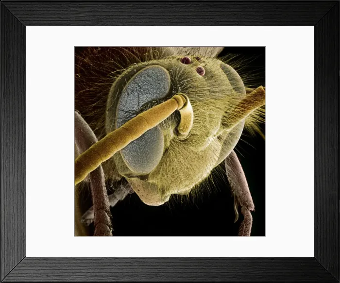 Framed Print : Vespula vulgaris, common wasp Framed Print : Vespula vulgaris, common wasp
