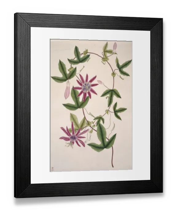 Framed Print : Passiflora kermesina, passionflower Framed Print : Passiflora kermesina, passionflower
