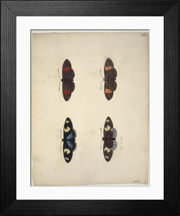 Framed Print : Unpublished lepidoptera watercolour by Eleazar Albin Framed Print : Unpublished lepidoptera watercolour by Eleazar Albin