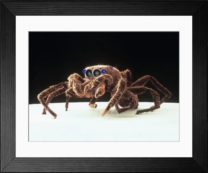 Framed Print : Salticus senecus, zebra jumping spider Framed Print : Salticus senecus, zebra jumping spider