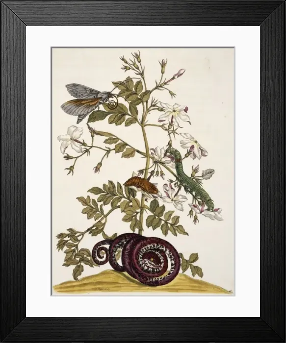 Framed Print : Insects of Surinam Framed Print : Insects of Surinam