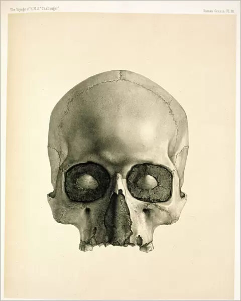 Engraving of a human skull