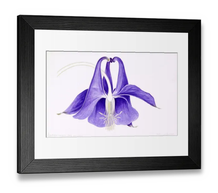 Framed Print : Aquilegia vulgaris, European columbine Framed Print : Aquilegia vulgaris, European columbine