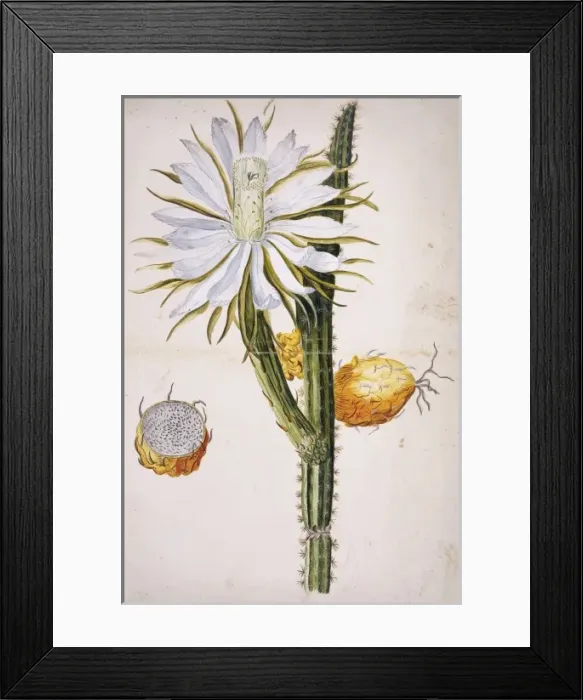 Framed Print : Harrisia sp. night-blooming cereus Framed Print : Harrisia sp. night-blooming cereus