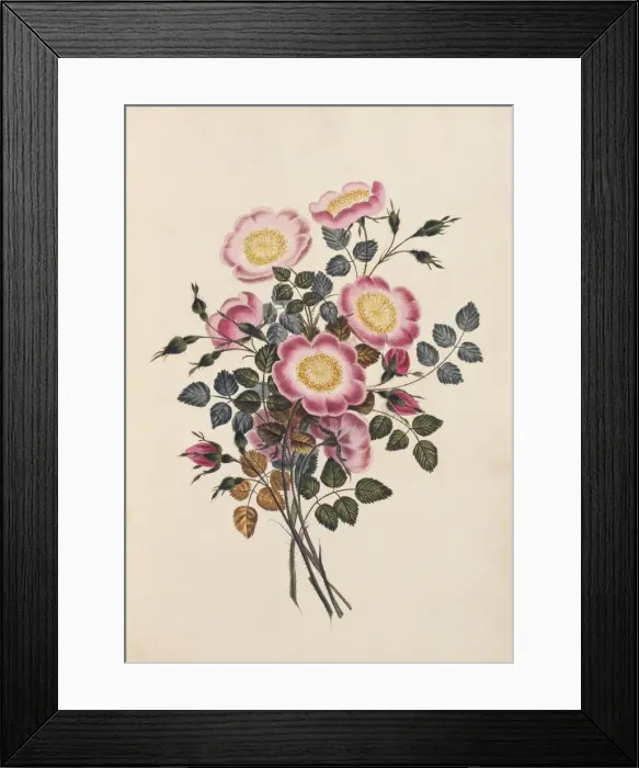 Framed Print : Rosa canina, dog rose Framed Print : Rosa canina, dog rose