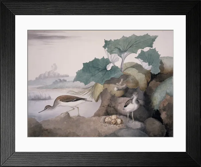 Framed Print : Actitis hypoleucos, common sandpiper Framed Print : Actitis hypoleucos, common sandpiper
