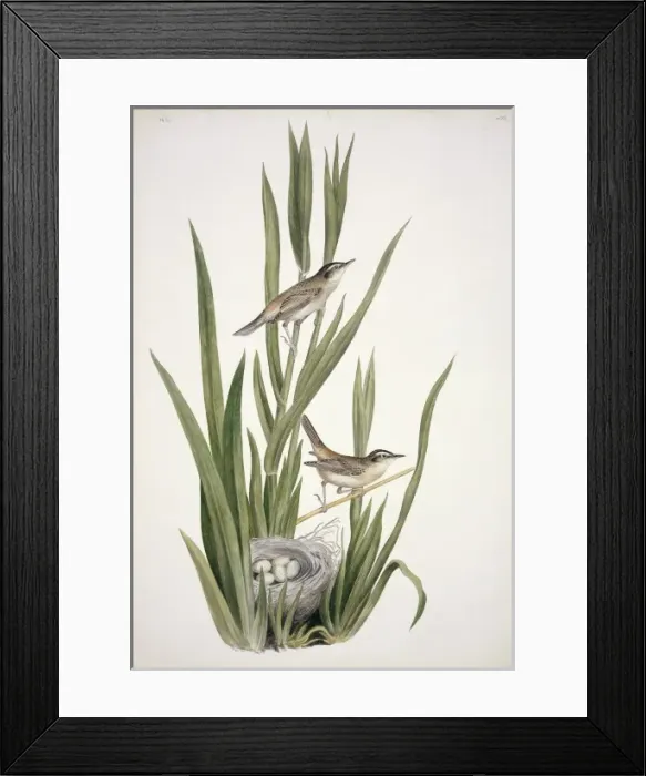 Framed Print : Acrocephalus schoenobaenus, sedge warbler Framed Print : Acrocephalus schoenobaenus, sedge warbler
