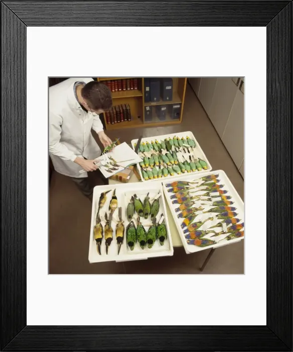 Framed Print : Bird skins Framed Print : Bird skins