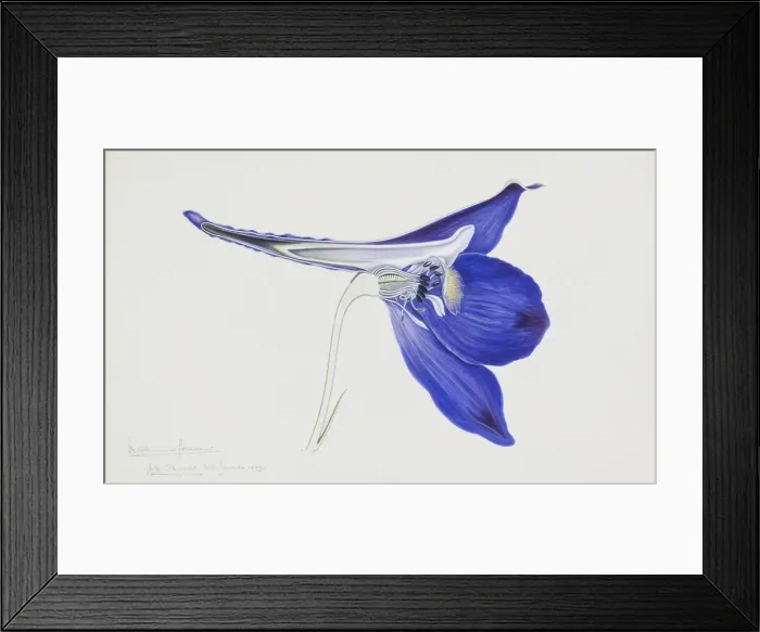 Framed Print : Delphinium formosum, hardy larkspur Framed Print : Delphinium formosum, hardy larkspur