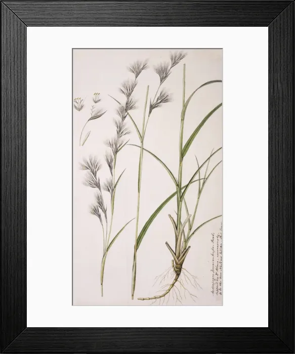 Framed Print : Cymbopogon iwarancusa, oilgrass Framed Print : Cymbopogon iwarancusa, oilgrass