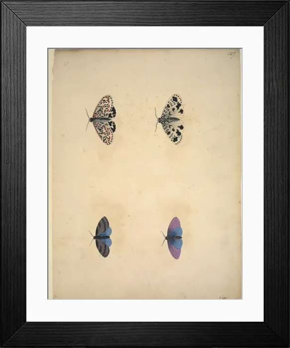 Framed Print : Unpublished lepidoptera watercolour by Eleazar Albin Framed Print : Unpublished lepidoptera watercolour by Eleazar Albin