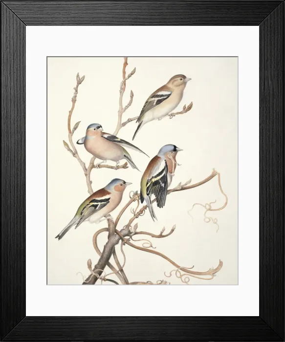 Framed Print : Fringilla coelebs, chaffinch Framed Print : Fringilla coelebs, chaffinch