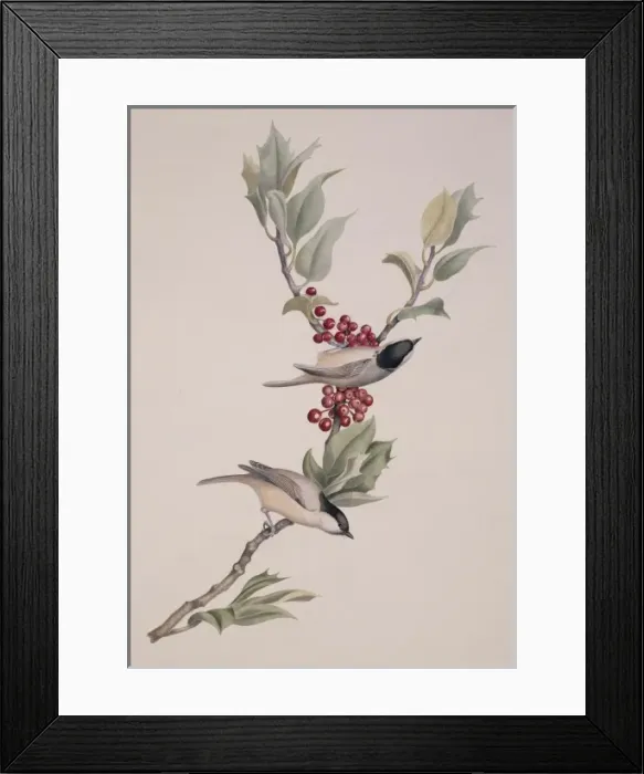 Framed Print : Parus palustris, marsh tit Framed Print : Parus palustris, marsh tit