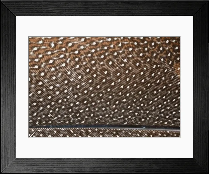 Framed Print : Argusianus argus, great argus Framed Print : Argusianus argus, great argus