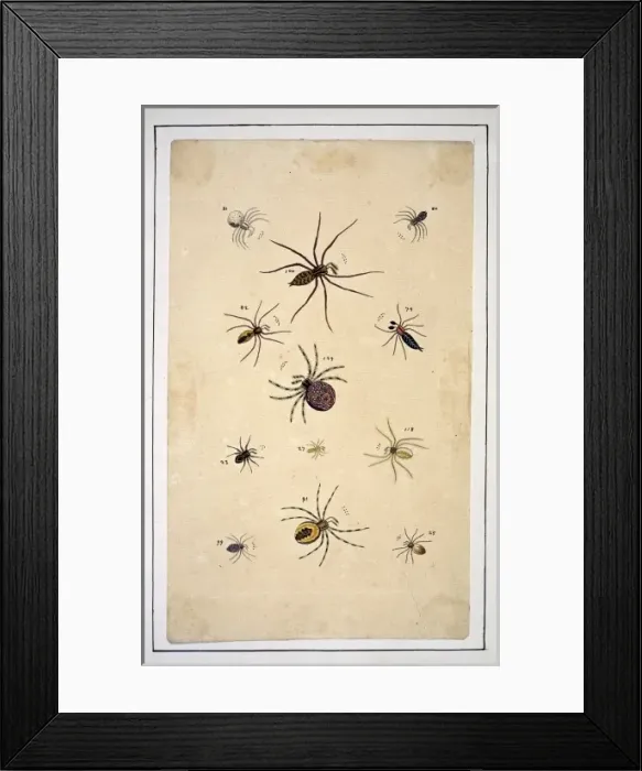 Framed Print : English spiders by Eleazar Albin Framed Print : English spiders by Eleazar Albin