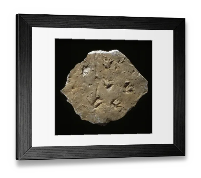 Framed Print : Megapezia footprints Framed Print : Megapezia footprints