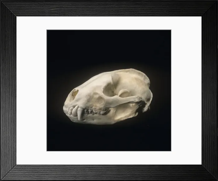 Framed Print : Meles meles, Eurasian badger Framed Print : Meles meles, Eurasian badger
