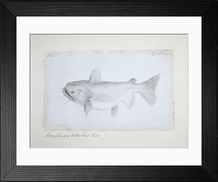 Framed Print : Asterophysus batrachus, ogre catfish Framed Print : Asterophysus batrachus, ogre catfish