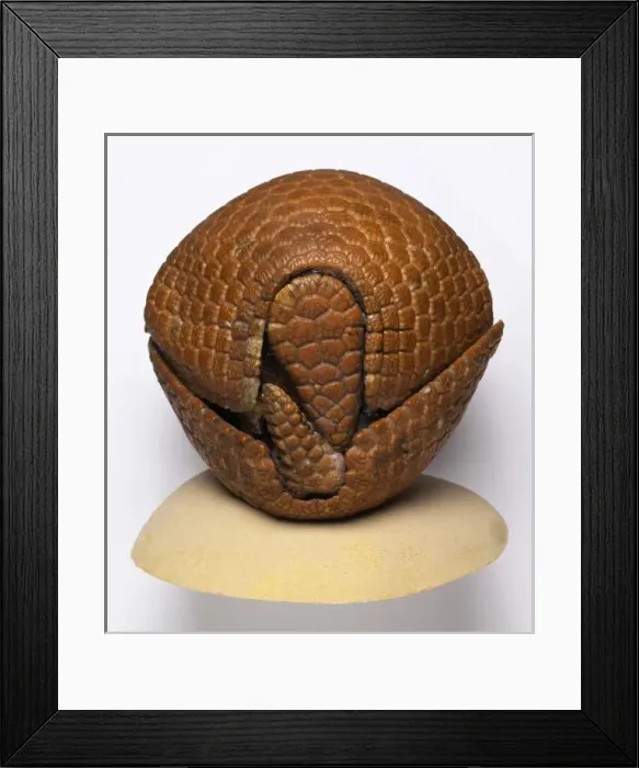 Framed Print : Tolypeutes tricinctus, Brazilian three-banded armadillo Framed Print : Tolypeutes tricinctus, Brazilian three-banded armadillo