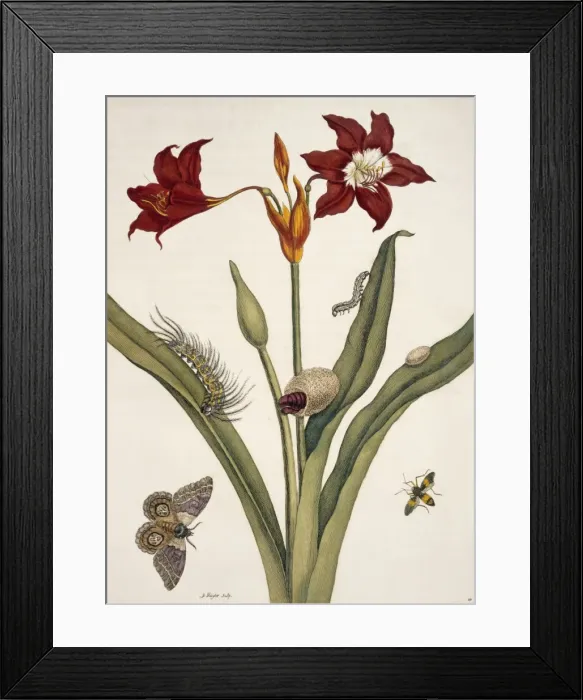 Framed Print : Insects of Surinam Framed Print : Insects of Surinam