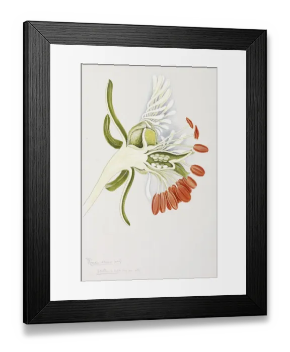 Framed Print : Reseda odorata, garden mignonette Framed Print : Reseda odorata, garden mignonette