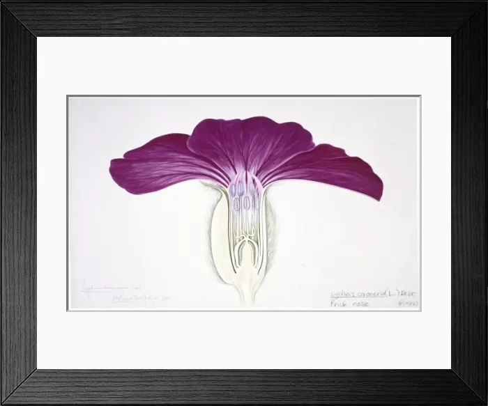 Framed Print : Lychnis coronaria, prick nose Framed Print : Lychnis coronaria, prick nose