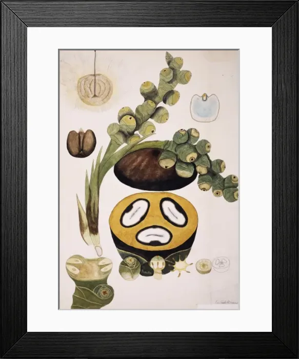 Framed Print : Borassus flabellifer, wine palm Framed Print : Borassus flabellifer, wine palm