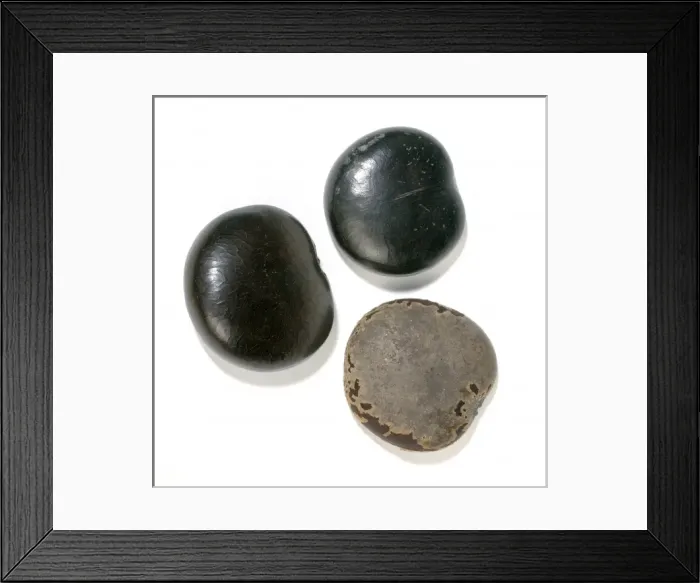 Framed Print : Entada sp. sea beans Framed Print : Entada sp. sea beans