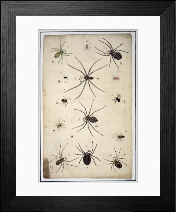 Framed Print : English spiders by Eleazar Albin Framed Print : English spiders by Eleazar Albin