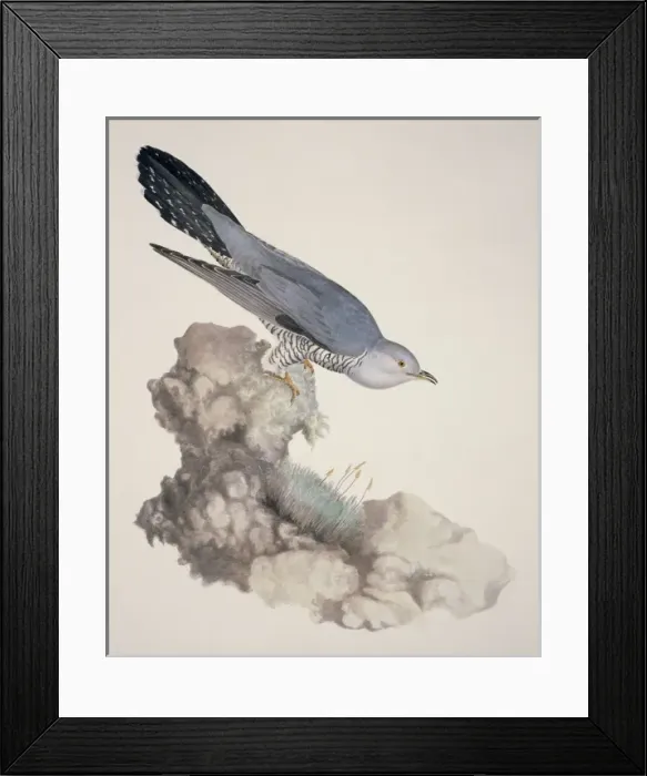 Framed Print : Cuculus canorus, common cuckoo Framed Print : Cuculus canorus, common cuckoo