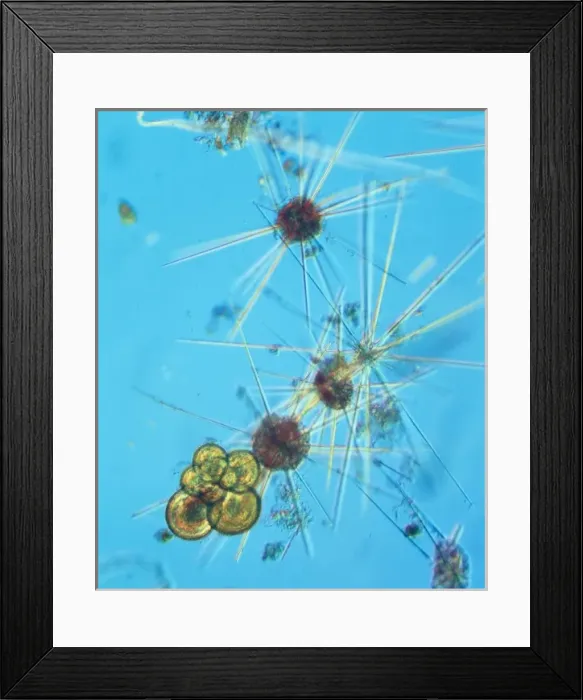 Framed Print : Acanthowetra Framed Print : Acanthowetra