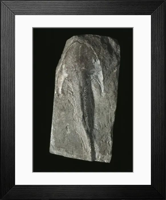 Framed Print : Extinct jawless fossil fish Framed Print : Extinct jawless fossil fish
