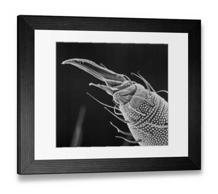 Framed Print : Collembola ocelli, springtail Framed Print : Collembola ocelli, springtail