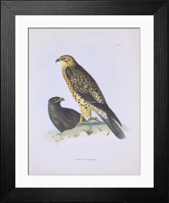 Framed Print : Buteo galapagoensis, Galapagos hawk