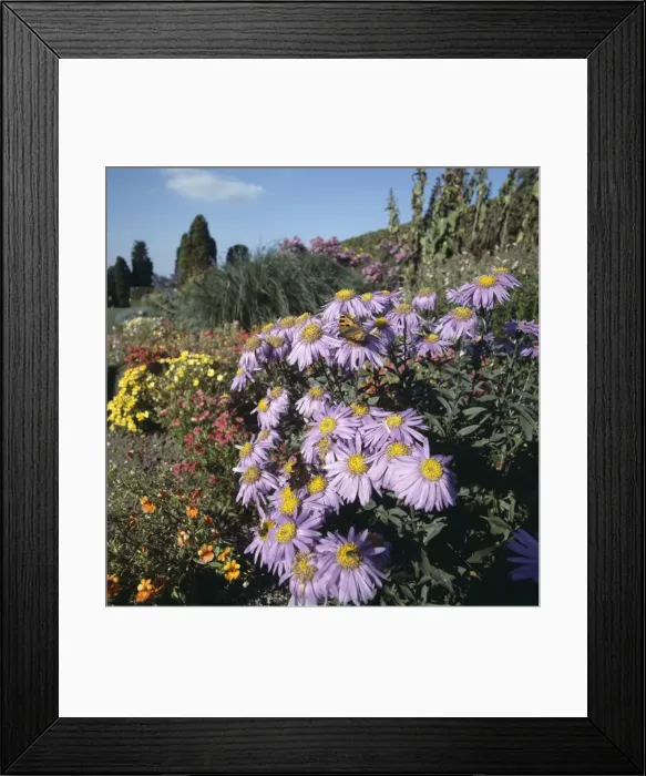 Framed Print : Aglais urticae and Polygonia c-album, butterflies Framed Print : Aglais urticae and Polygonia c-album, butterflies