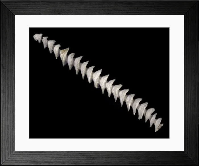 Framed Print : Spiral axis of Archimedes, bryozoan Framed Print : Spiral axis of Archimedes, bryozoan