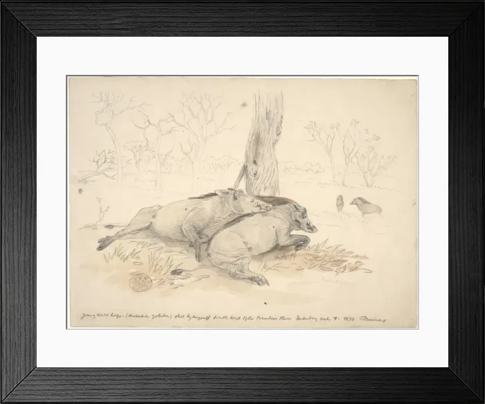 Framed Print : Phacochoerus africanus, common warthog Framed Print : Phacochoerus africanus, common warthog