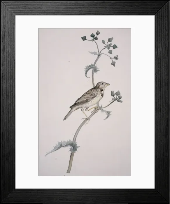 Framed Print : Miliaria calandra, corn bunting Framed Print : Miliaria calandra, corn bunting