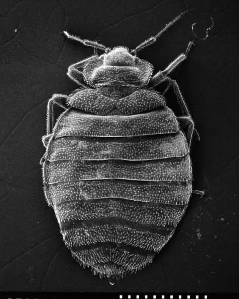 Cimex lectularius, bed bug