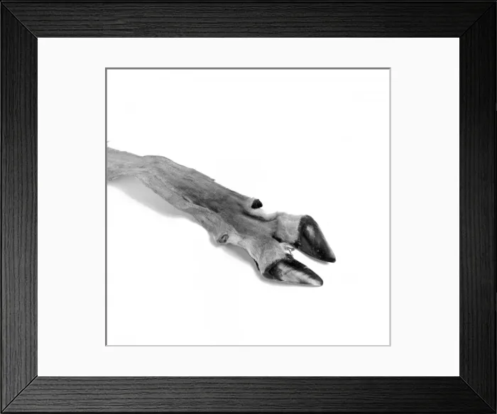 Framed Print : Ammodorcas clarkei, Clarks gazelle Framed Print : Ammodorcas clarkei, Clarks gazelle